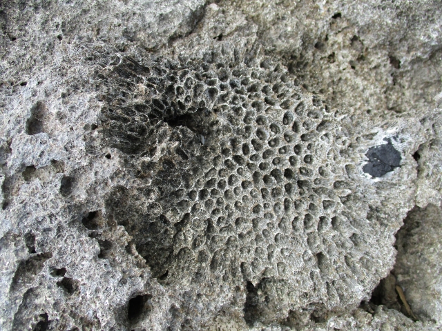 主成分は与那国島の化石サンゴ（コーラルアパタイト）